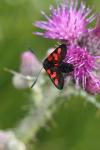 Zygaena trifolii