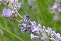 Zygaena occitanica