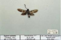Zygaena ephialtes