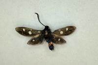 Zygaena ephialtes
