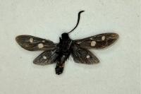 Zygaena ephialtes