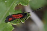 Zygaena romeo