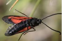 Zygaena romeo
