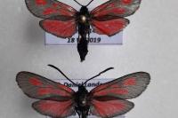 Zygaena romeo
