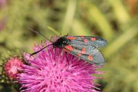 Zygaena filipendulae