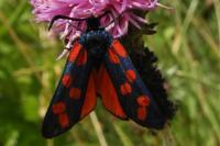 Zygaena transalpina