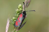 Zygaena loti