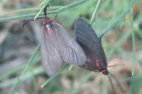 Aglaope infausta