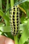 Zygaena