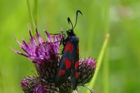 Zygaena trifolii