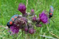 Zygaena trifolii