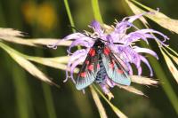 Zygaena lonicerae