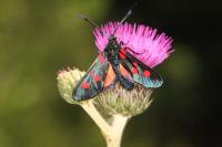 Zygaena