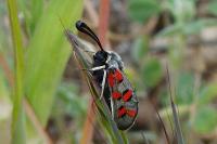 Zygaena rhadamanthus