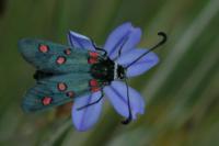 Zygaena lavandulae