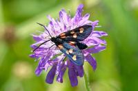 Zygaena trifolii