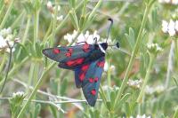 Zygaena lavandulae