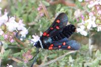 Zygaena lavandulae