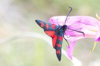 Zygaena filipendulae