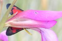 Zygaena filipendulae
