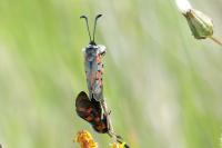 Zygaena rhadamanthus