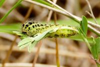 Zygaena filipendulae