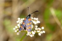 Zygaena transalpina hippocrepidis