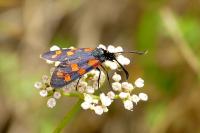 Zygaena transalpina hippocrepidis