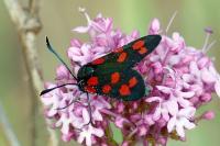Zygaena transalpina