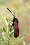 Zygaena transalpina hippocrepidis