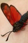 Zygaena transalpina hippocrepidis