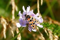 Zygaena fausta