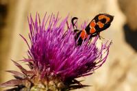 Zygaena fausta