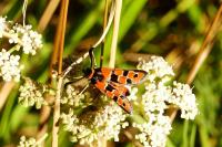 Zygaena fausta