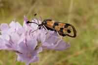 Zygaena fausta