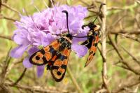 Zygaena fausta