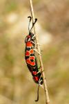 Zygaena fausta