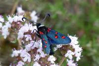 Zygaena lavandulae