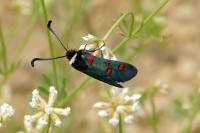 Zygaena lavandulae