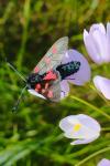 Zygaena trifolii
