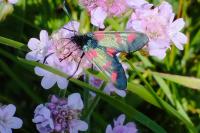 Zygaena trifolii