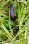 Zygaena trifolii