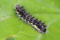 Aglaope infausta