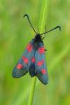 Zygaena trifolii