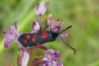 Zygaena filipendulae