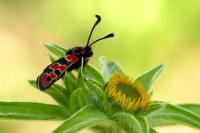Zygaena fausta