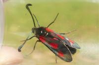 Zygaena sarpedon