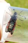 Zygaena sarpedon