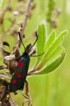 Zygaena filipendulae