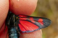 Zygaena filipendulae